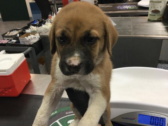 Adoptable Dog