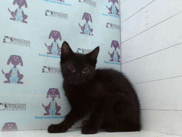 Adoptable Cat