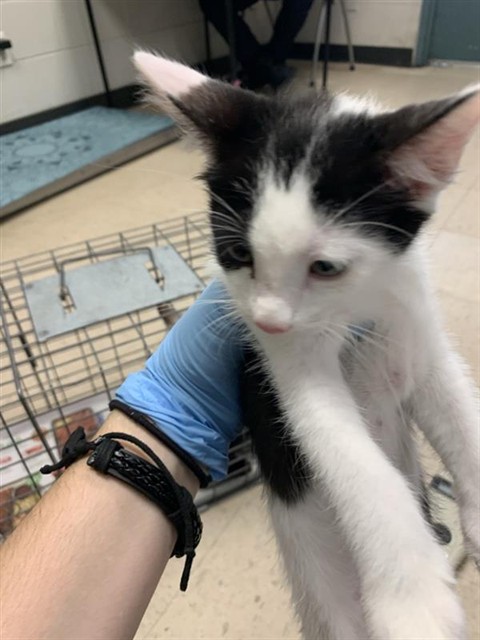 Adoptable Cat