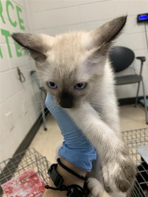 Adoptable Cat