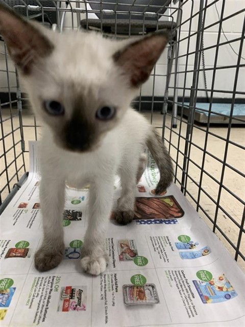 Adoptable Cat