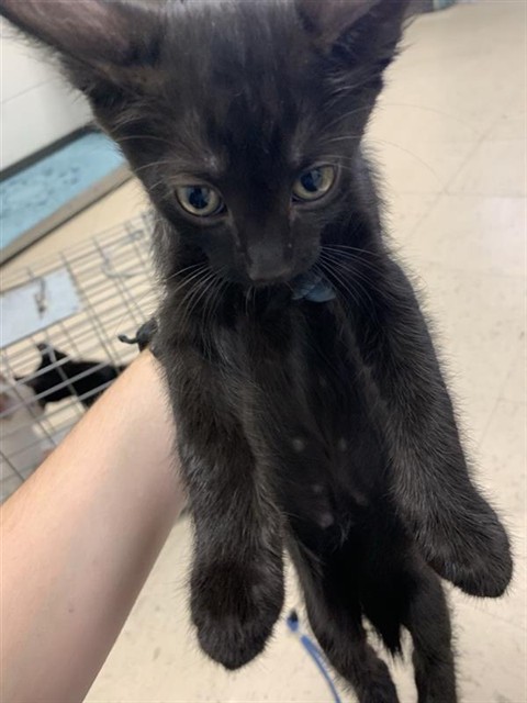 Adoptable Cat