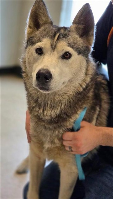 Adoptable Dog