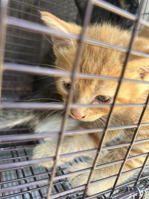 Adoptable Cat