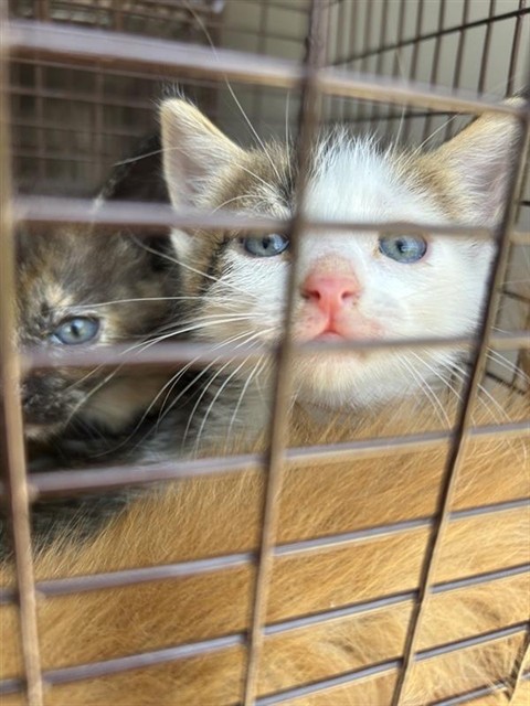 Adoptable Cat