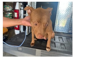 Adoptable Dog