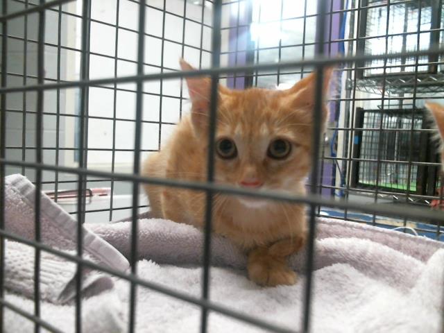 Adoptable Cat
