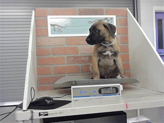 Adoptable Dog