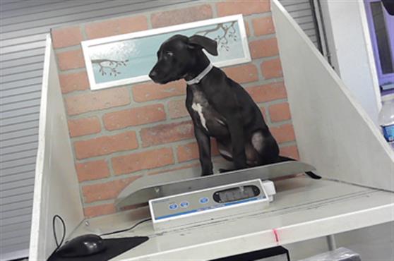 Adoptable Dog