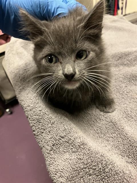 *Simon