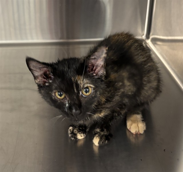 Adoptable Cat