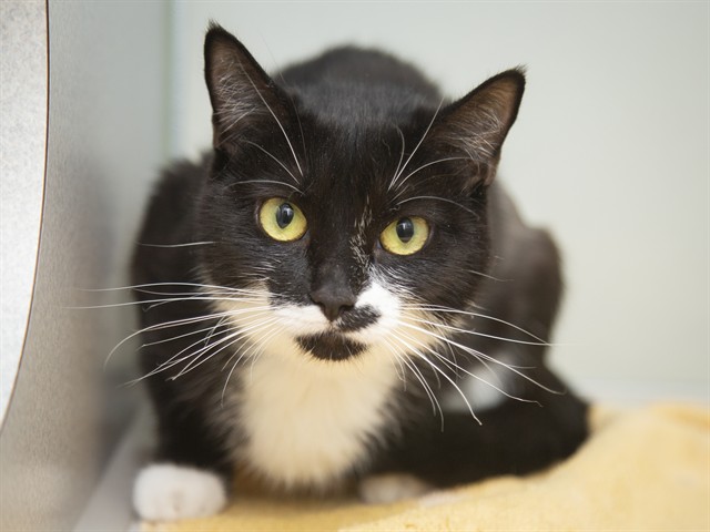 Kiki