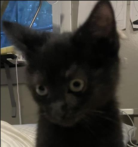 Pip