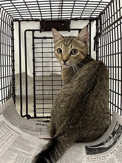 Adoptable Cat