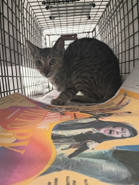 Adoptable Cat