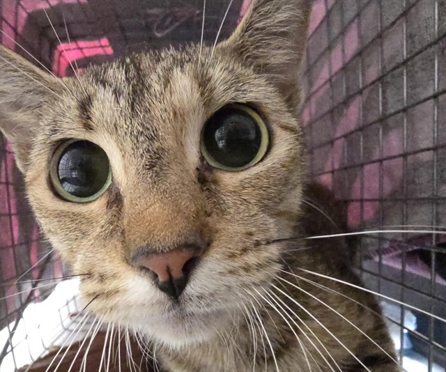 Adoptable Cat