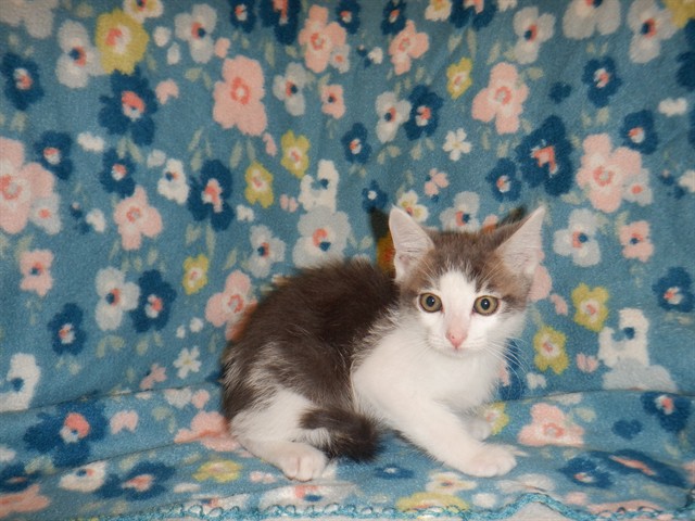 Noel