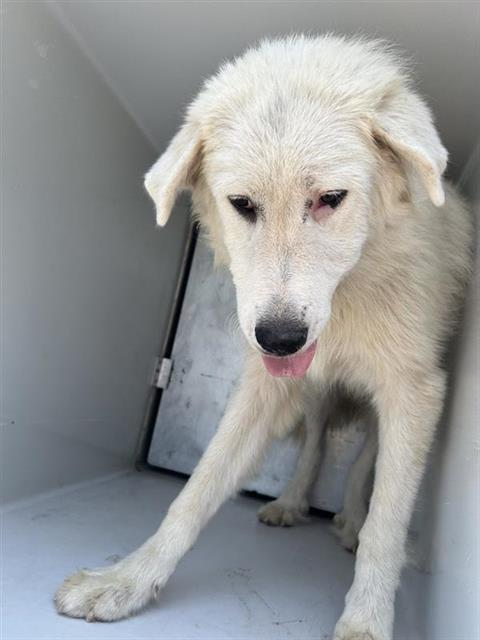 Adoptable Dog
