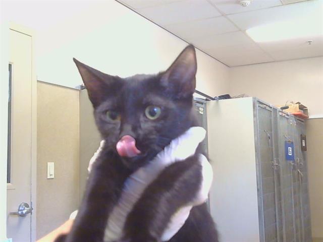 Adoptable Cat