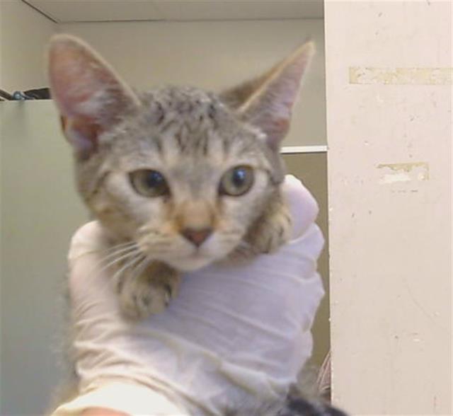 Adoptable Cat