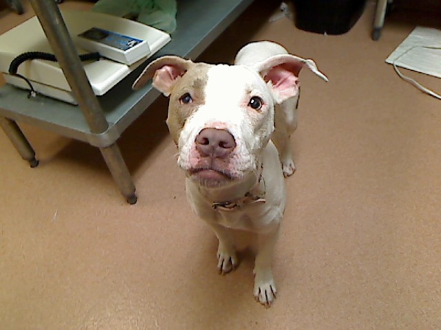 *Pibble*