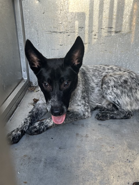 Oreo