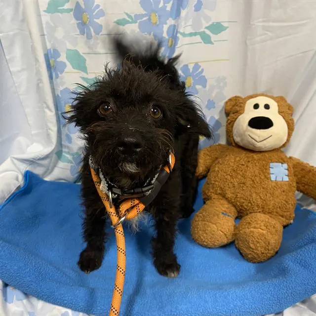 Adoptable Dog