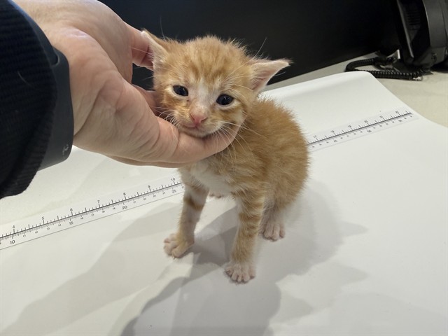 Solar