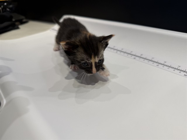 Stella