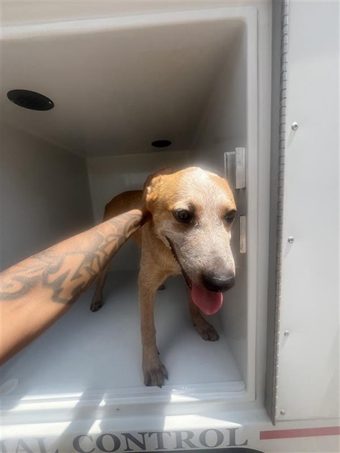 Adoptable Dog