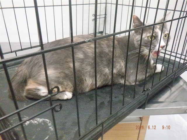 Missy