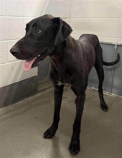 Adoptable Dog