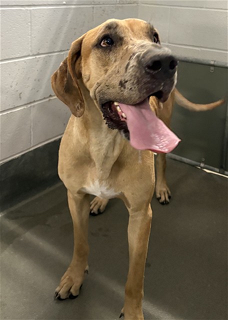 Adoptable Dog