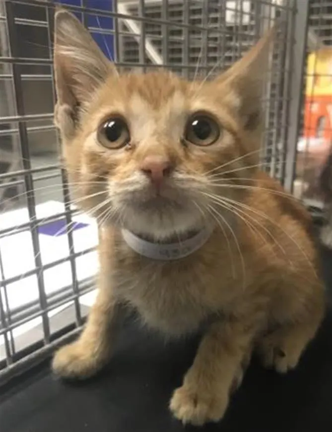 Rajah