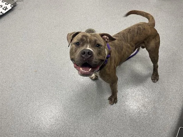 Adoptable Dog