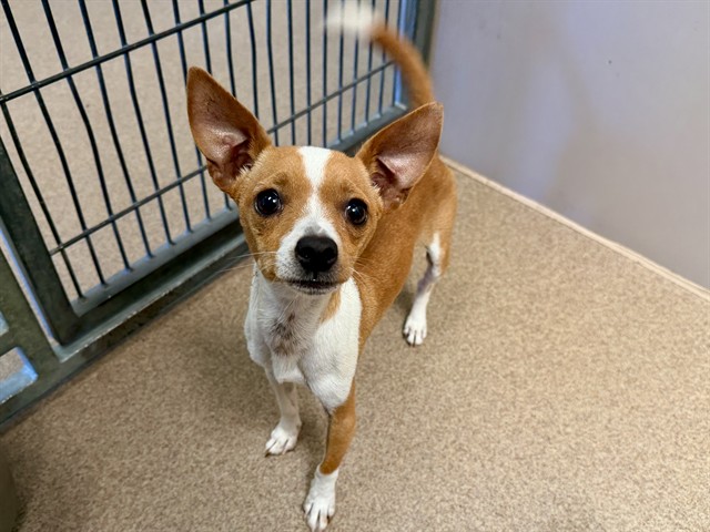 Adoptable Dog