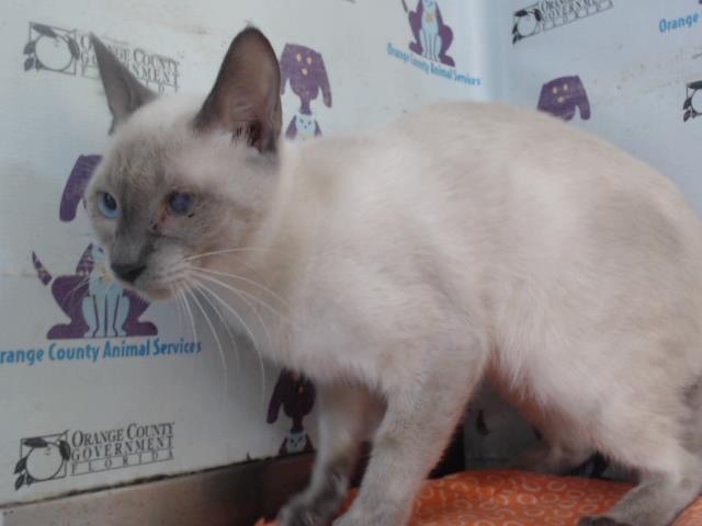 Adoptable Cat