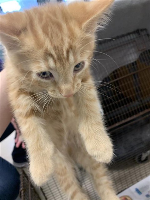Adoptable Cat