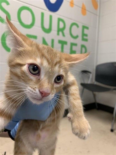 Adoptable Cat