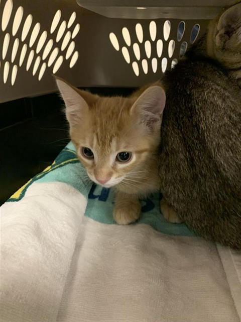Adoptable Cat