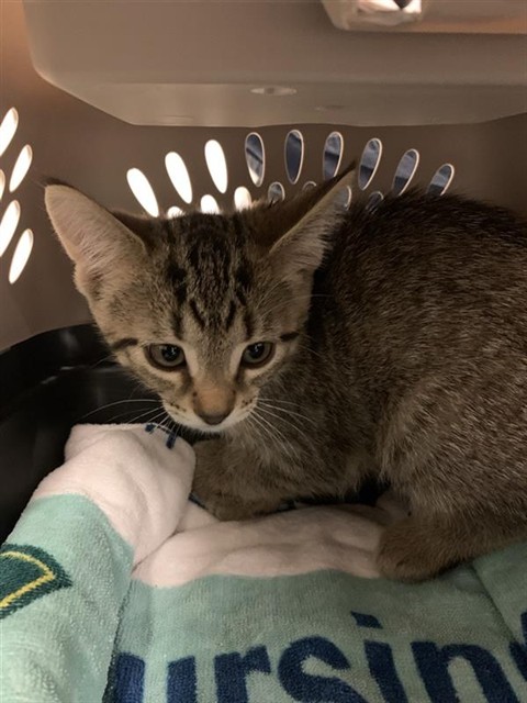 Adoptable Cat