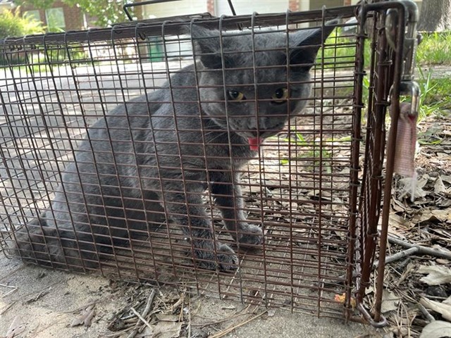 Adoptable Cat