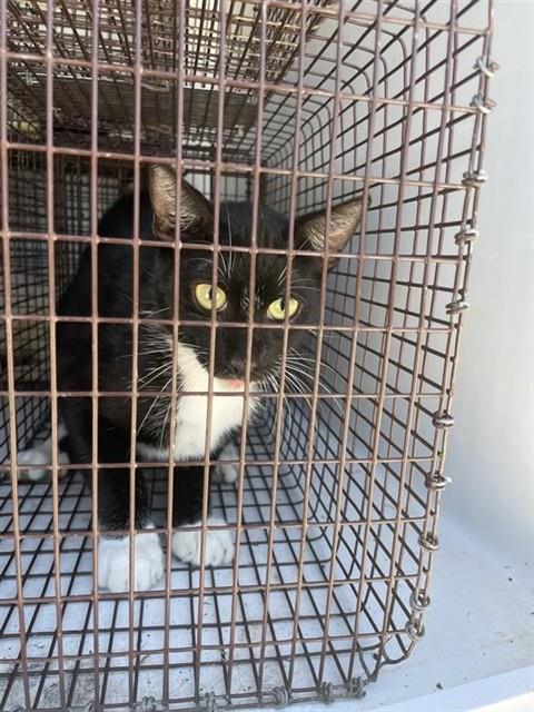 Adoptable Cat