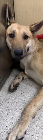 Sheeba
