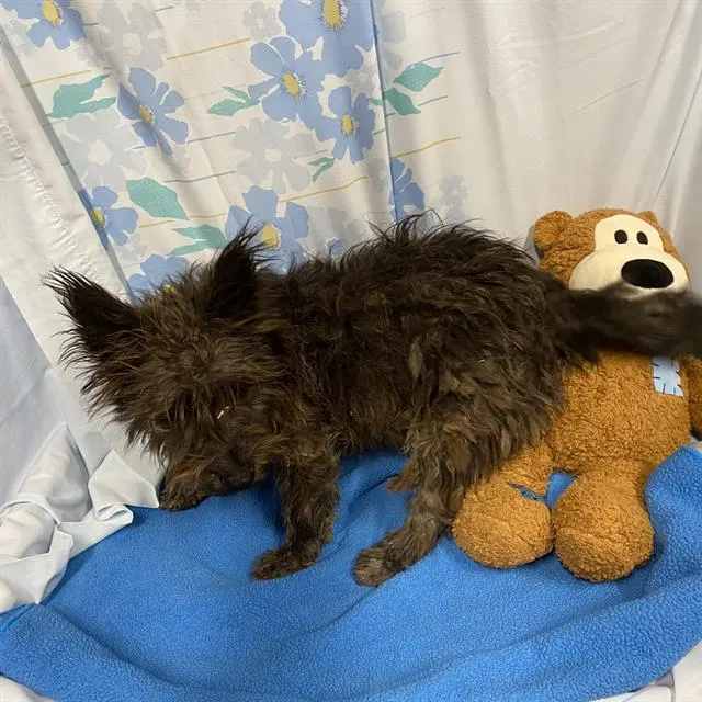 Adoptable Dog