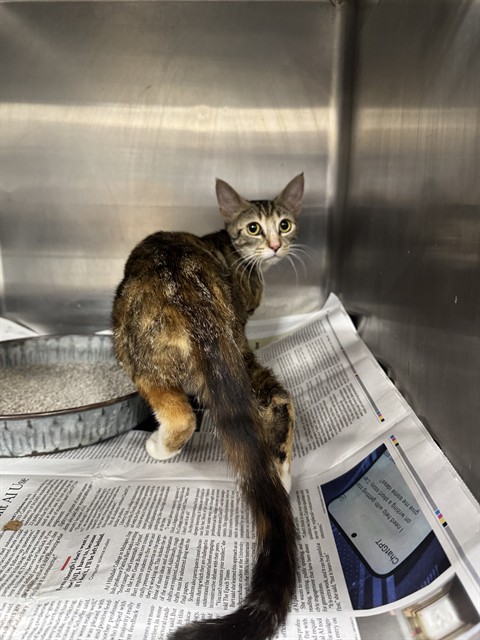Adoptable Cat