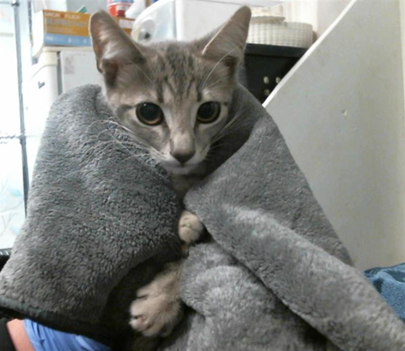 Adoptable Cat
