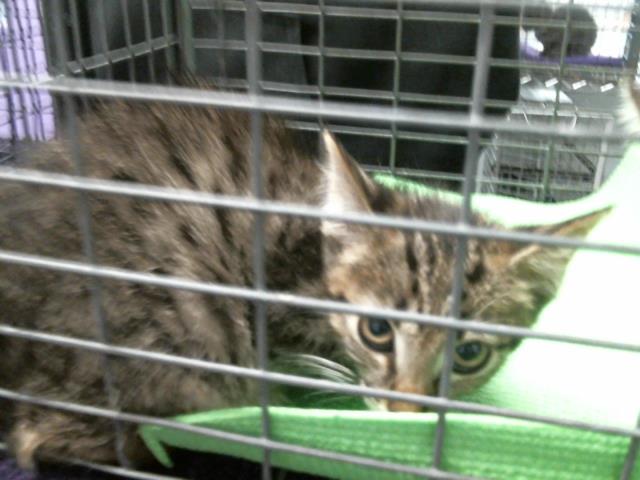Adoptable Cat