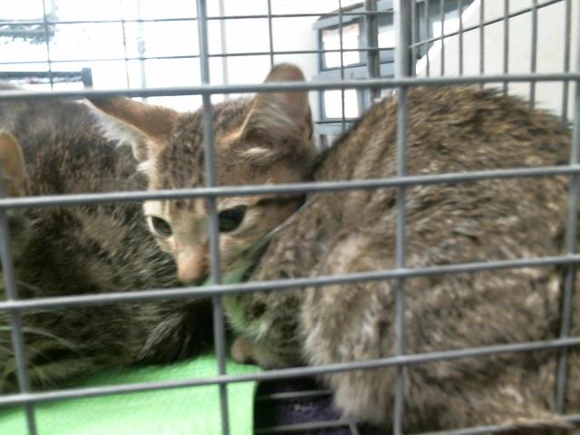 Adoptable Cat