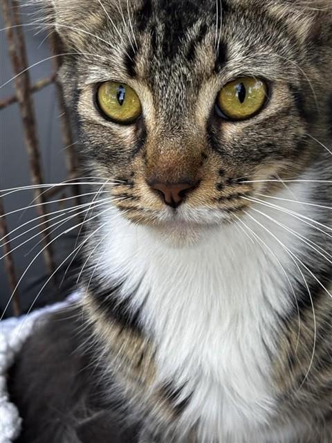 Adoptable Cat